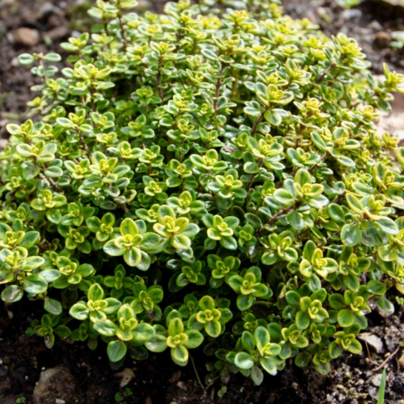 Thyme, Creeping Lemon – THYMUS x citriodorus ‘Lemon’