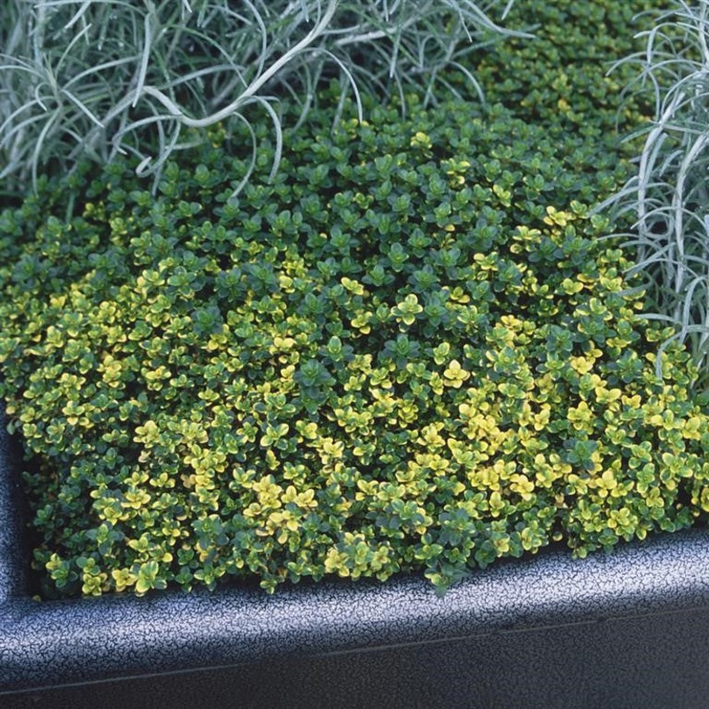 Thyme ‘Doone Valley’|3 x plug Plants|6 x Plug Plants|1 x 9cm pot|3 x 9cm pot|seed