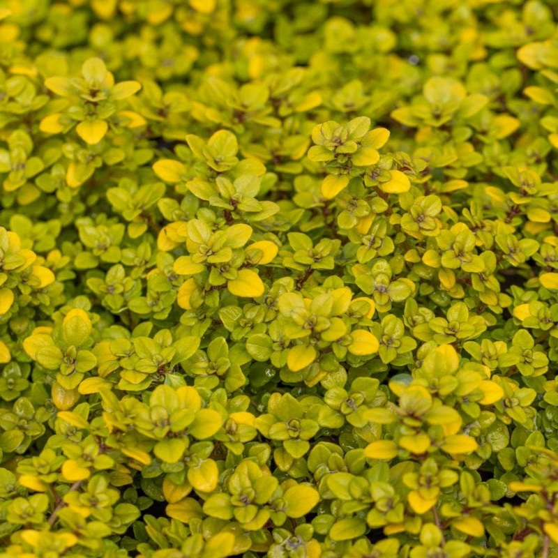 Thyme (Thymus) Pulegioides Archer’s Gold