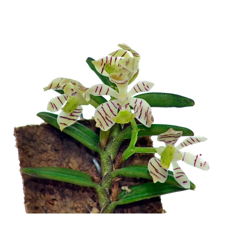 Trichoglottis pusilla