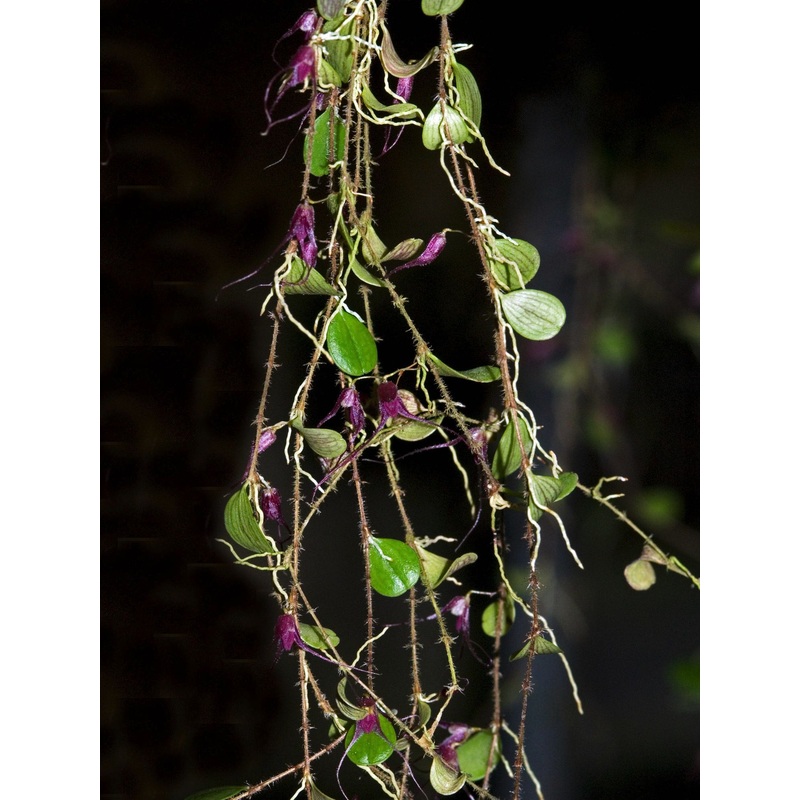 Trichosalpinx chamaelepanthes