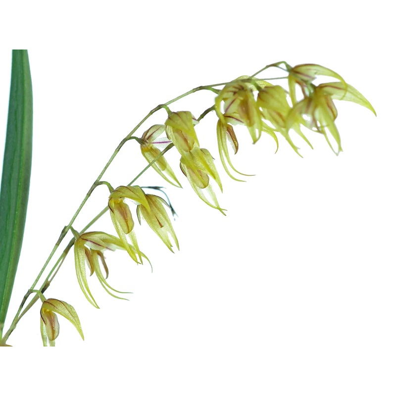 Trichosalpinx dirhamphis