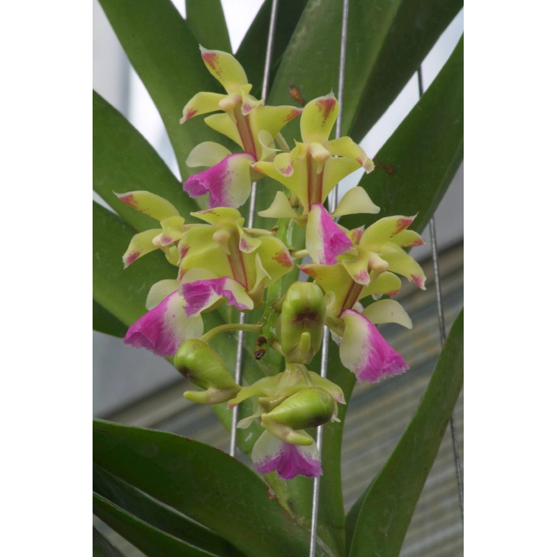 Aerides houlletiana|Nee|Ja