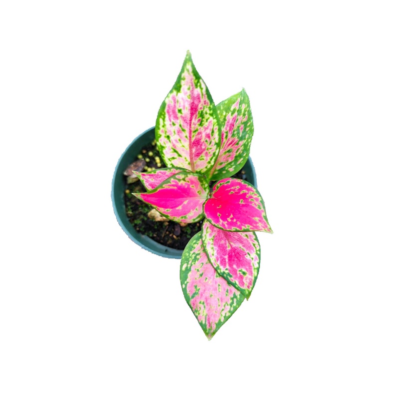 Aglaonema Fugui Red