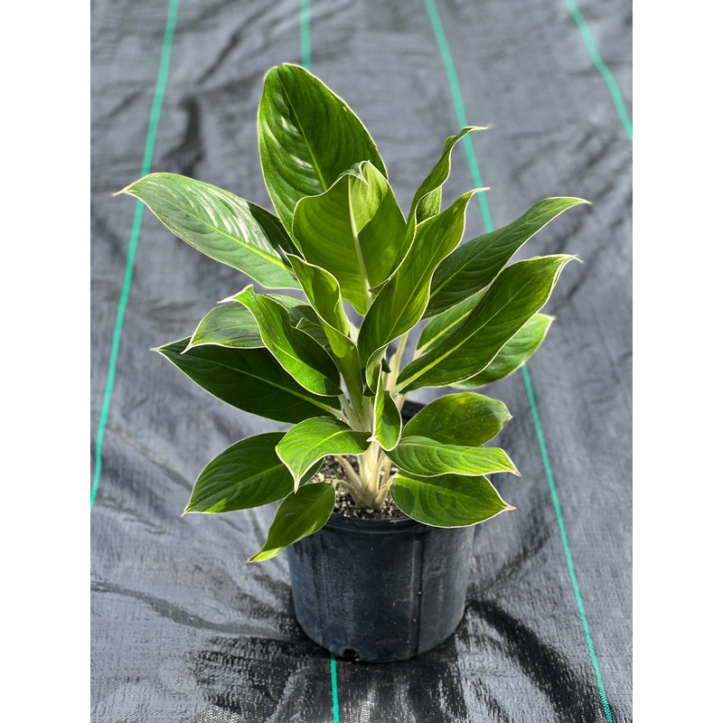 Aglaonema White Edge