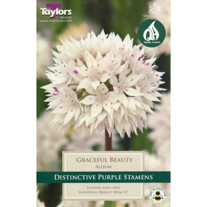 Allium Graceful Beauty|20