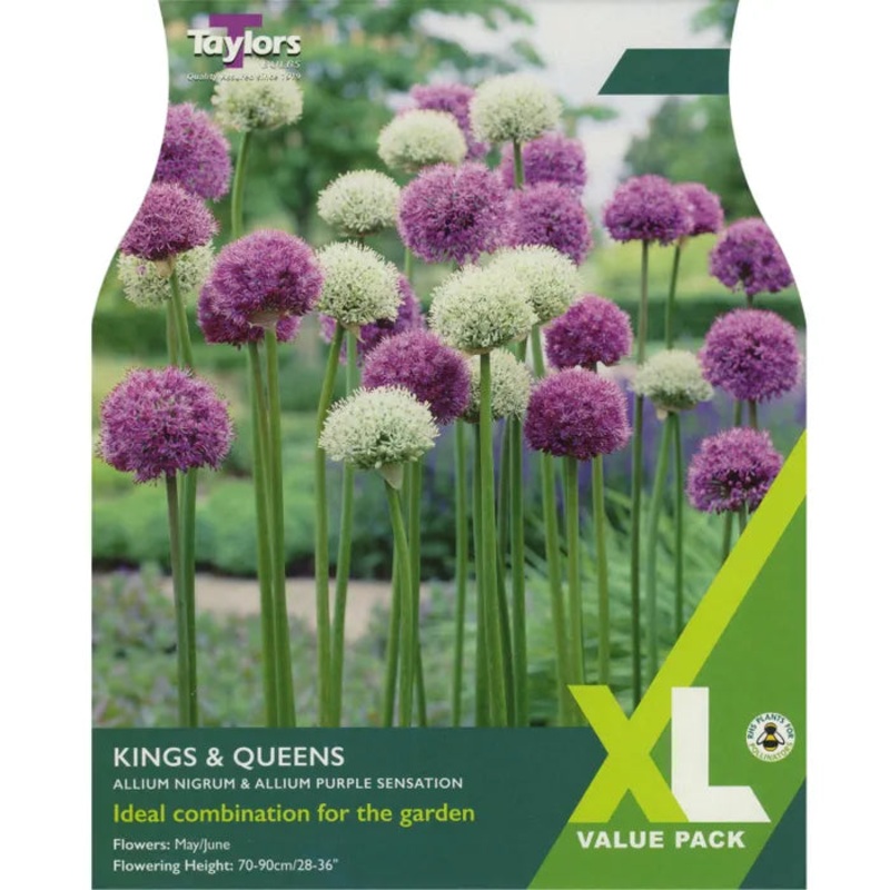 Allium Kings and Queens|18