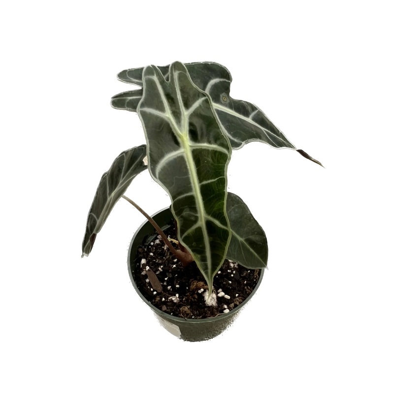 Alocasia amazonica – seedling