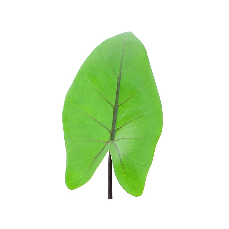 Alocasia Black Stem