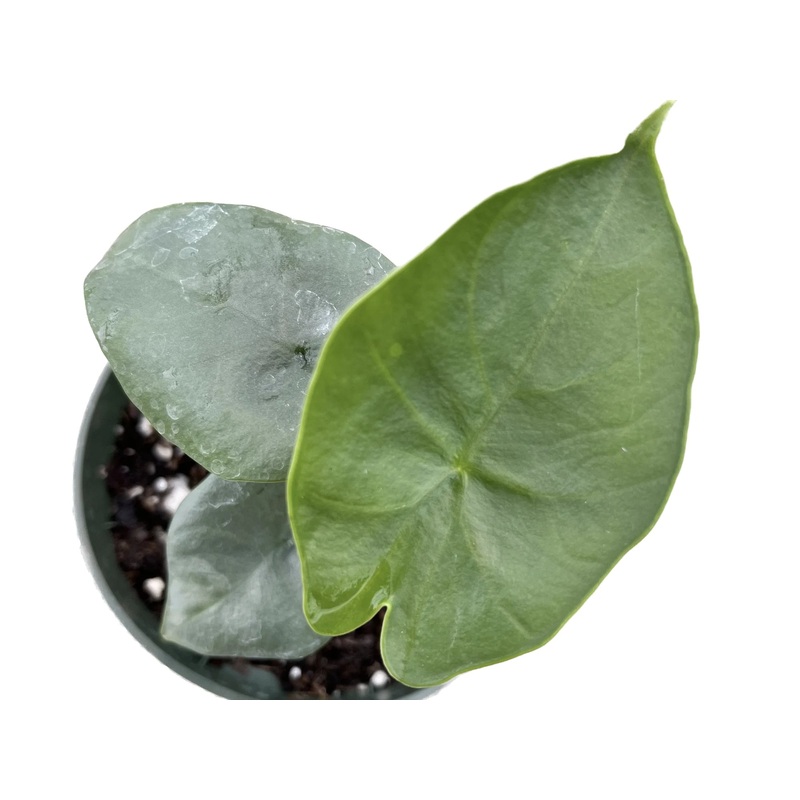 Alocasia ‘Blue Dragon’ (seedling)
