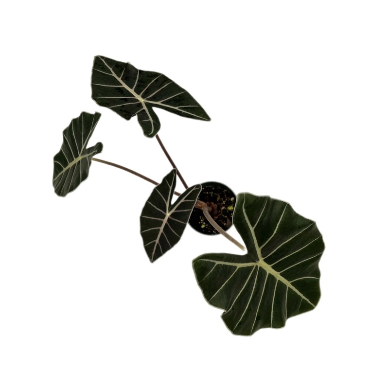 Alocasia Dragon’s Tooth