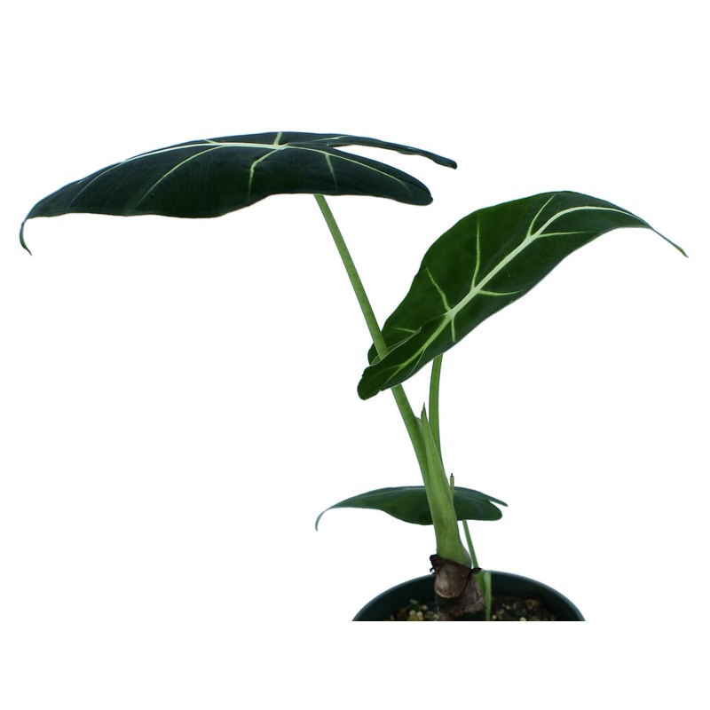 Alocasia Frydek