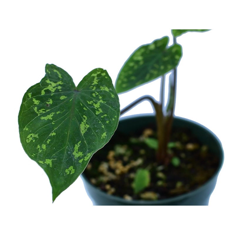Alocasia ‘Hilo Beauty’ – seedling