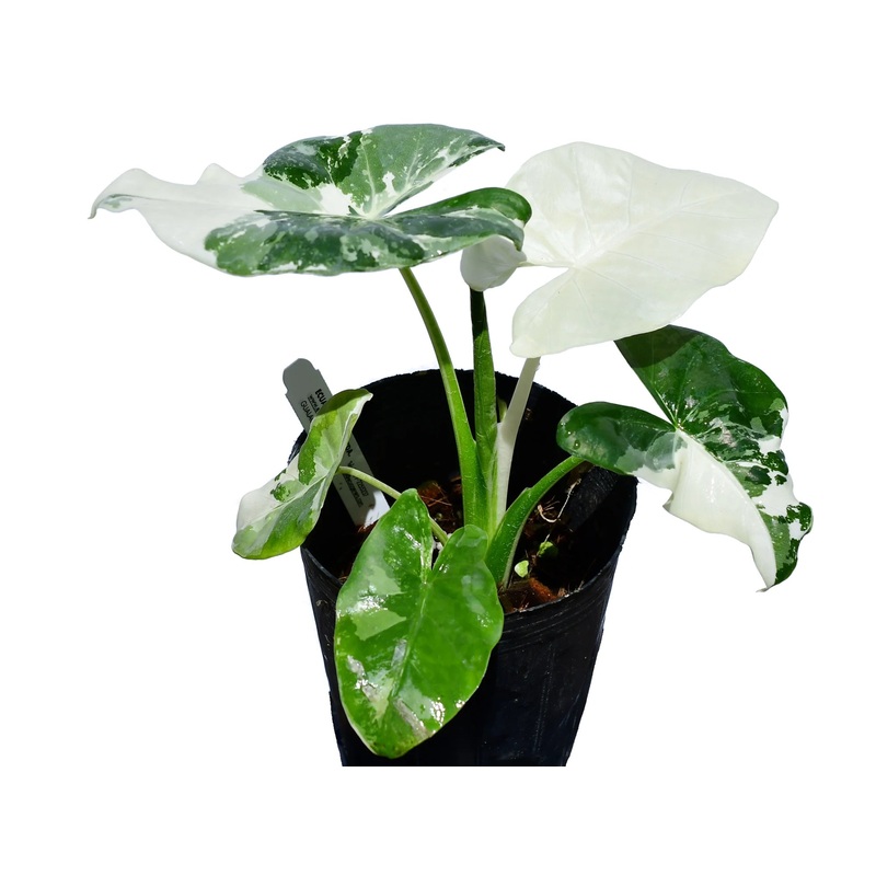 Alocasia macrorrhiza variegata