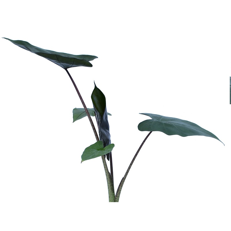 Alocasia Metalhead