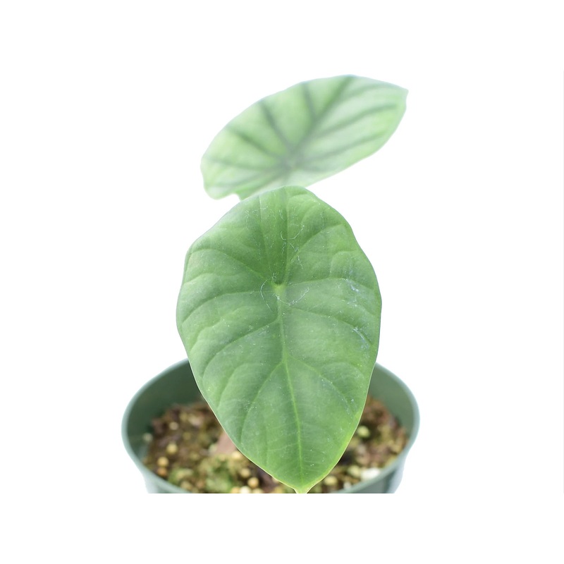 Alocasia nebula ‘Imperialis’ (seedling)