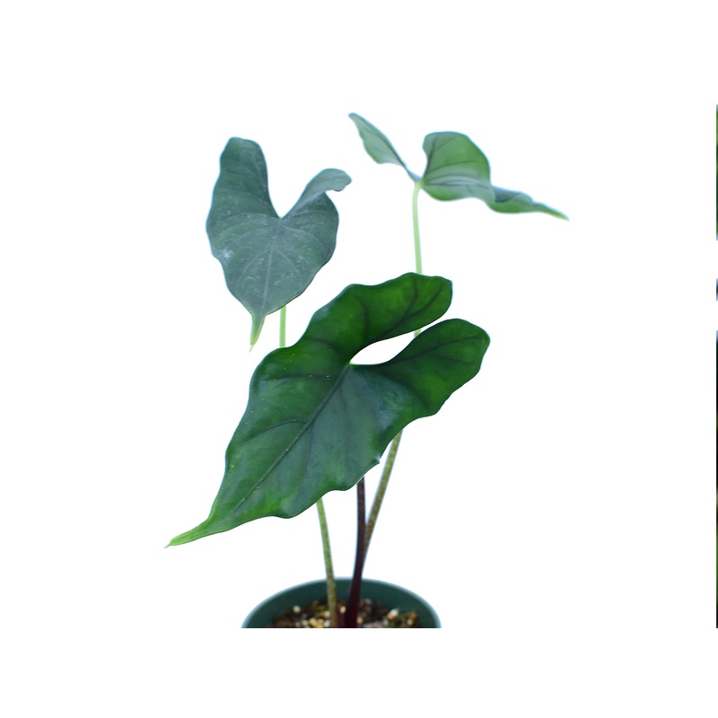 Alocasia ‘Purple Cloak’ (seedling)