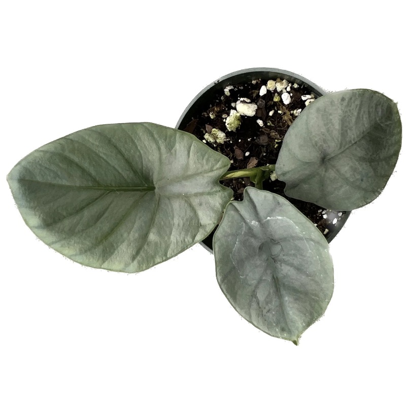 Alocasia reginae