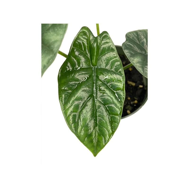 Alocasia sinuata ‘Quilted Dream’ – seedling