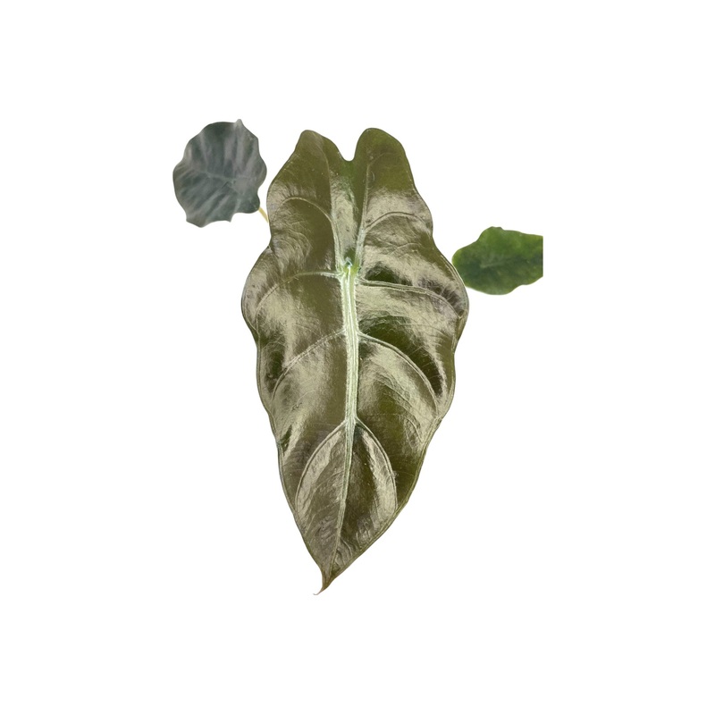 Alocasia x chantrieri – seedling