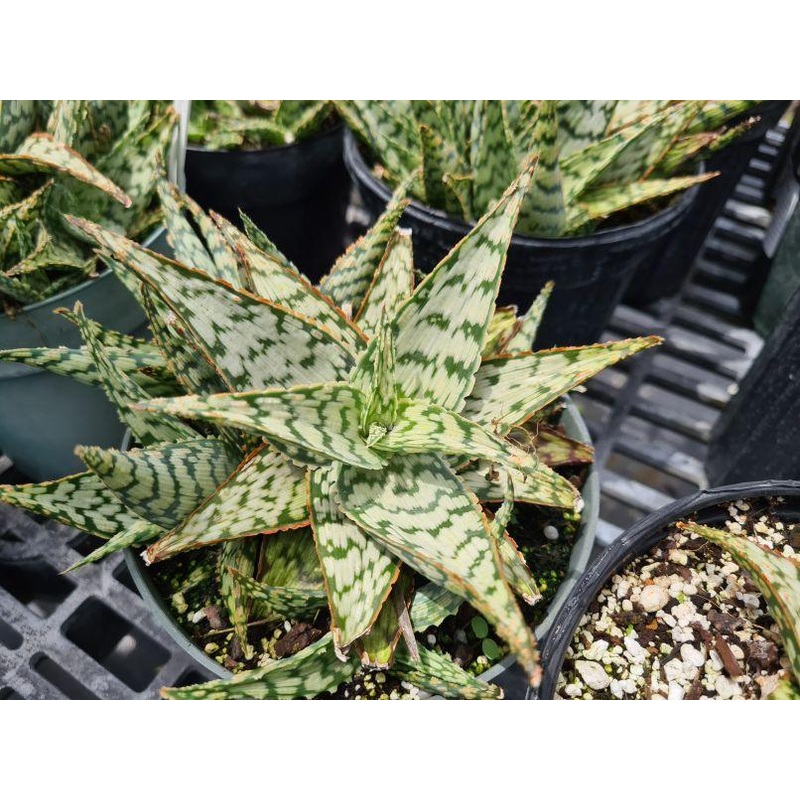 Aloe hybrid (white)