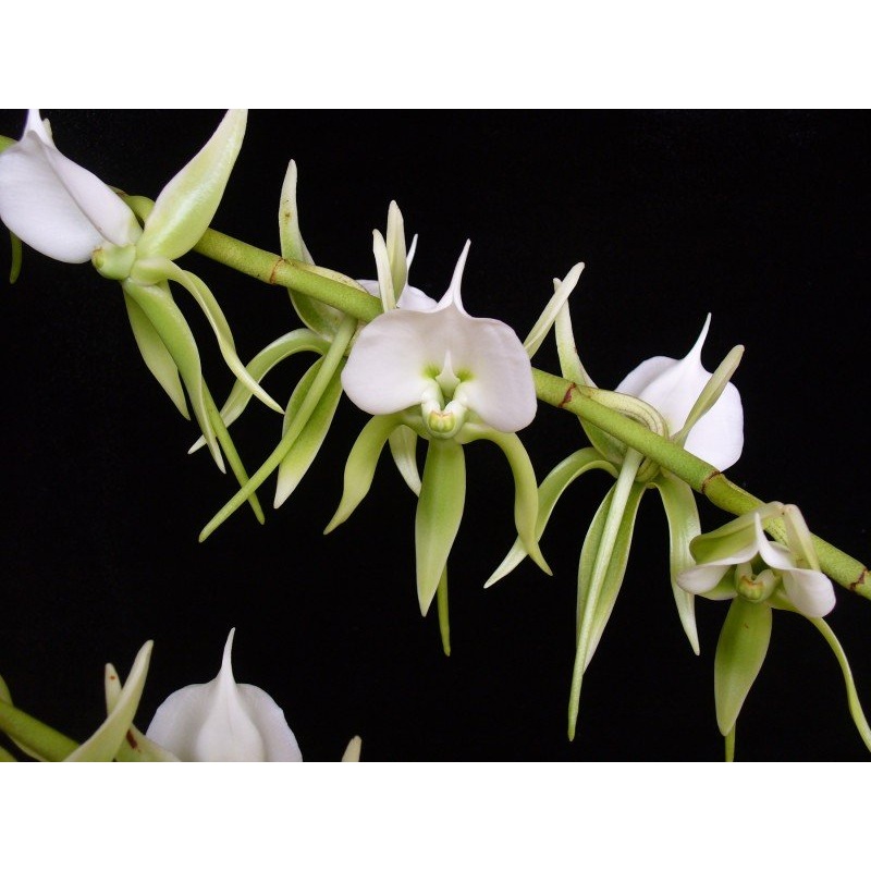 Angraecum eburneum XXL|21 cm|Nee|Ja