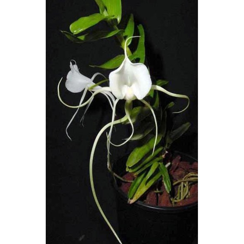 Angraecum germinyanum|6 cm|Nee|Ja