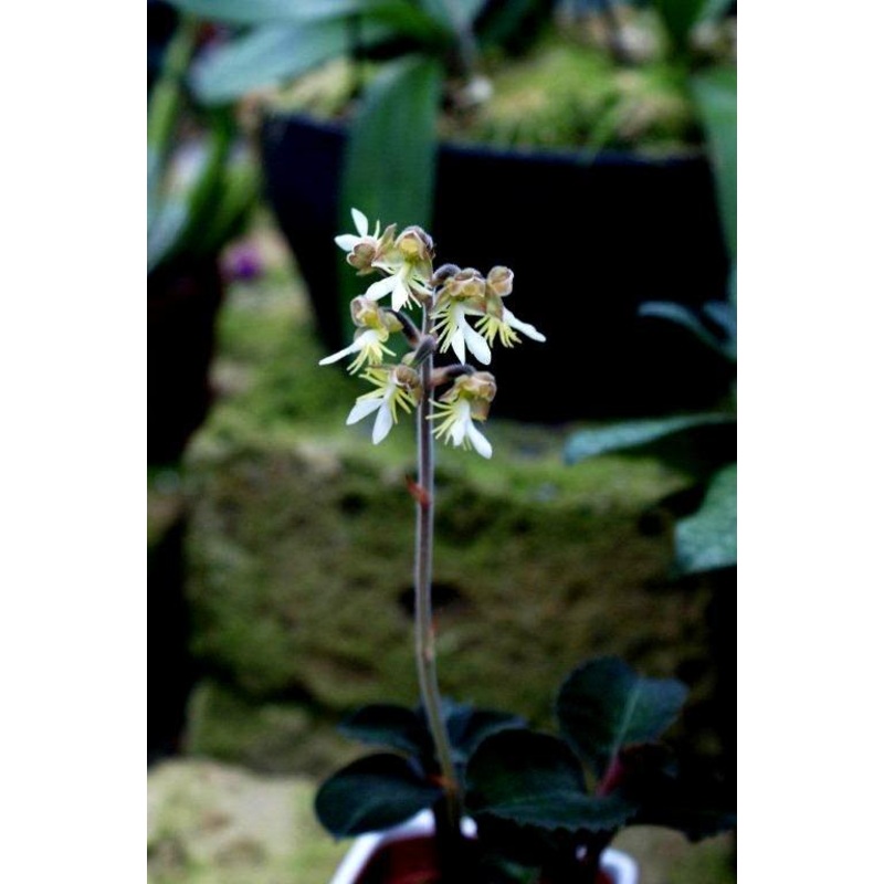 Anoectochilus formosanus|5.5 cm