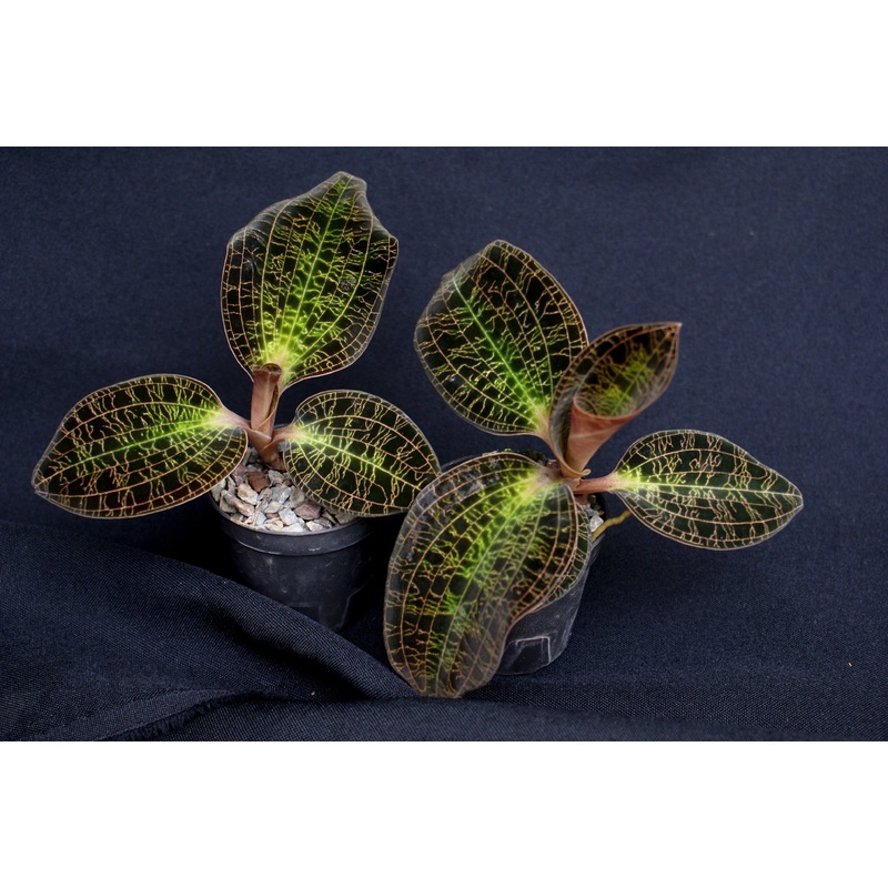 Anoectochilus sanderianus|5.5 cm