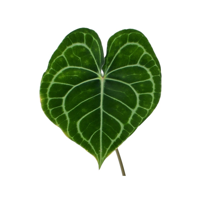 Anthurium clarinervium