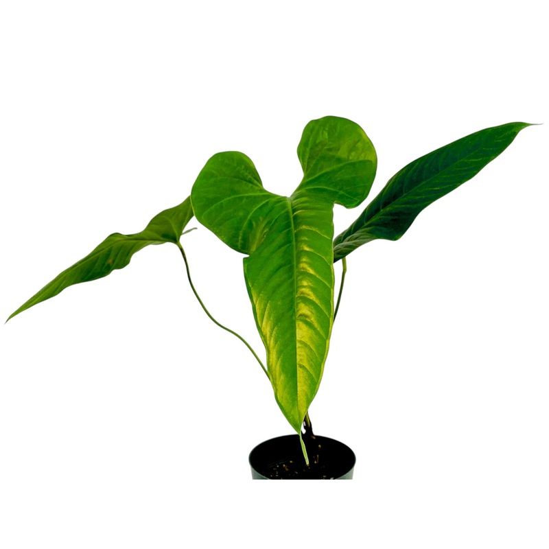 Anthurium effusilobum