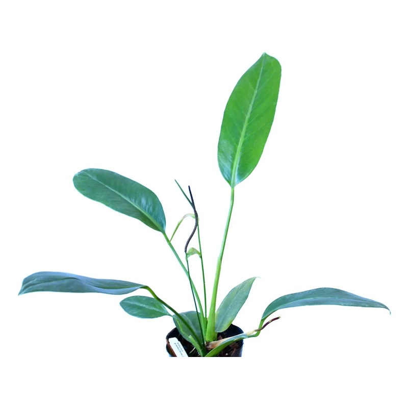 Anthurium guayaquilense cf