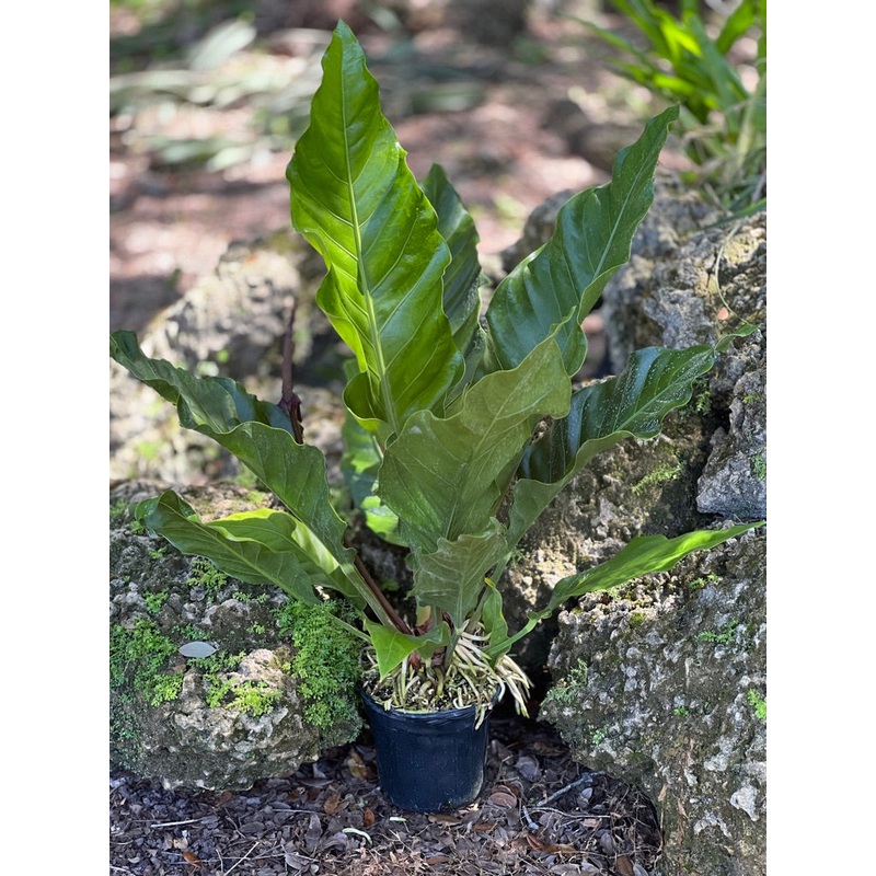 Anthurium hybrid (green form)