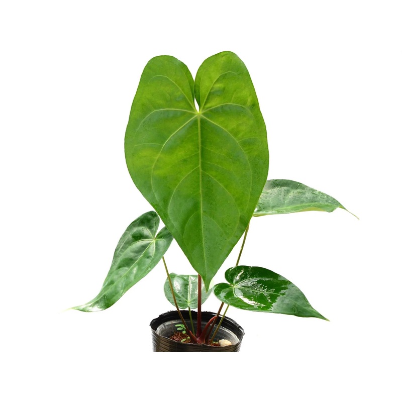 Anthurium magnificum cf