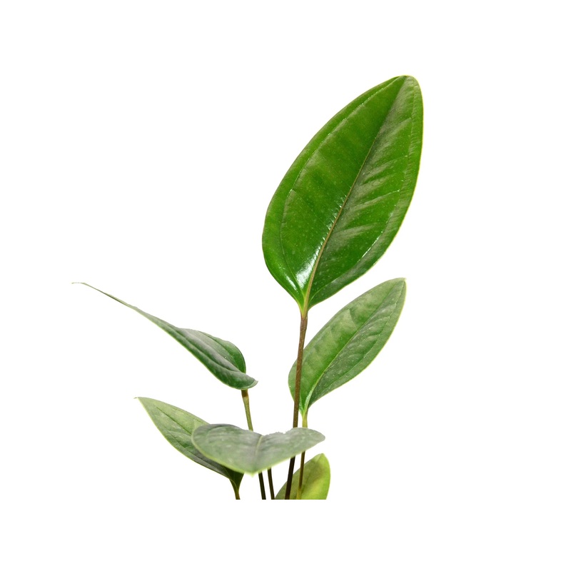 Anthurium ovatifolium (seedling)