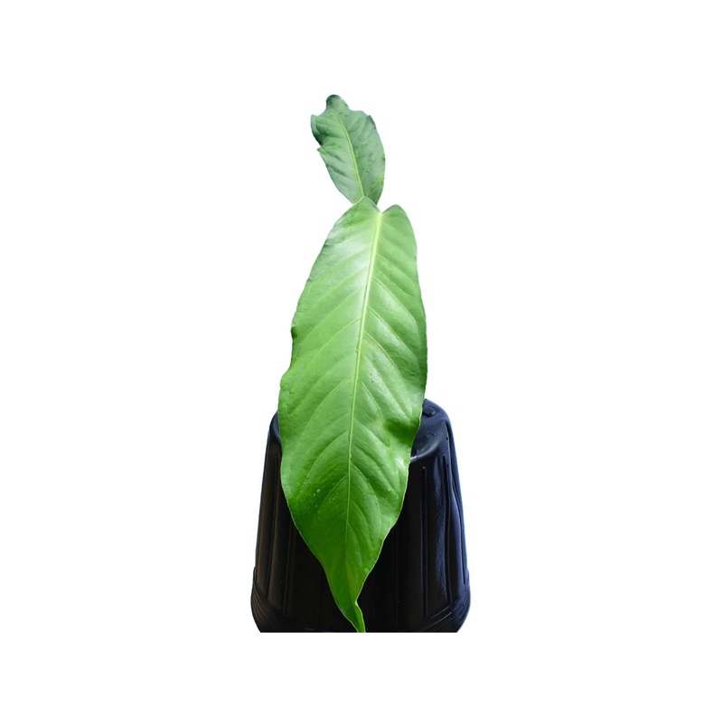 Anthurium pendulifolium