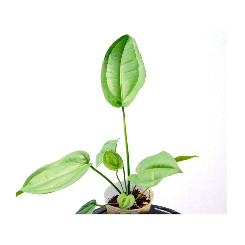 Anthurium pendulifolium (seedling)