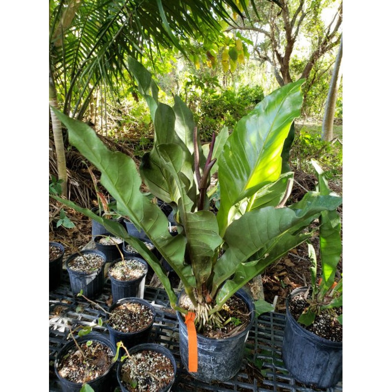 Anthurium plowmanii