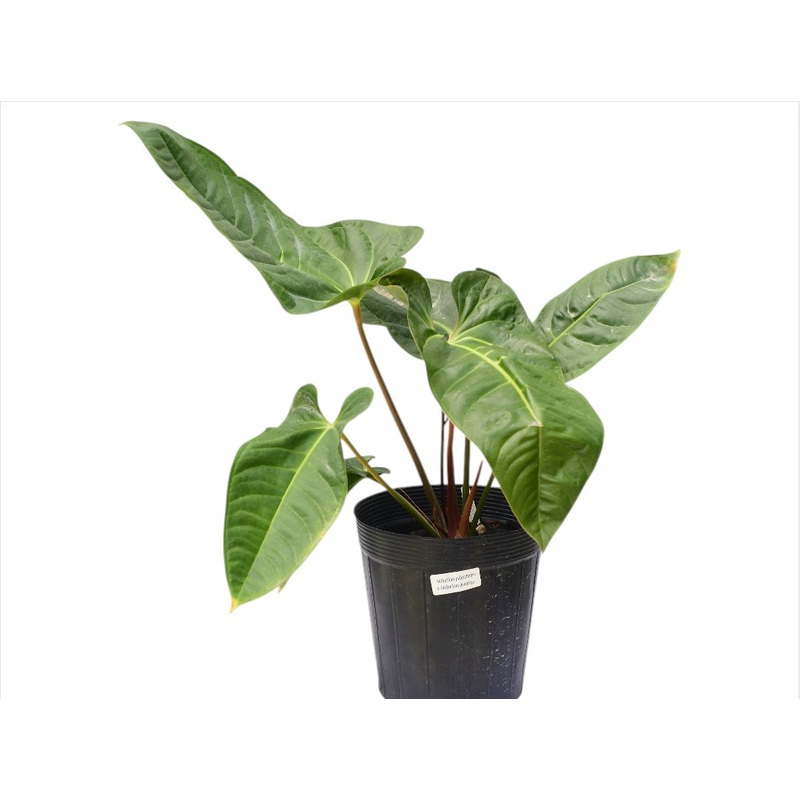 Anthurium pulcachense x Anthurium delanayii
