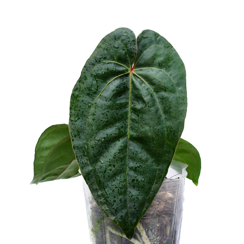 Anthurium Titanium ‘Inverse crossing’