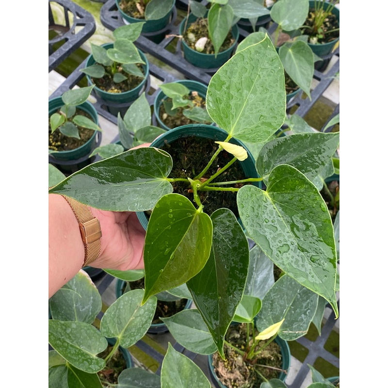 Anthurium Vanilla