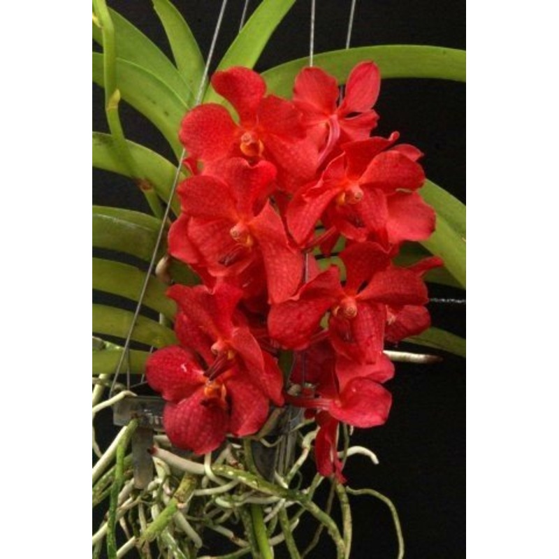 Ascocenda Red Hybrid|Nee|Ja