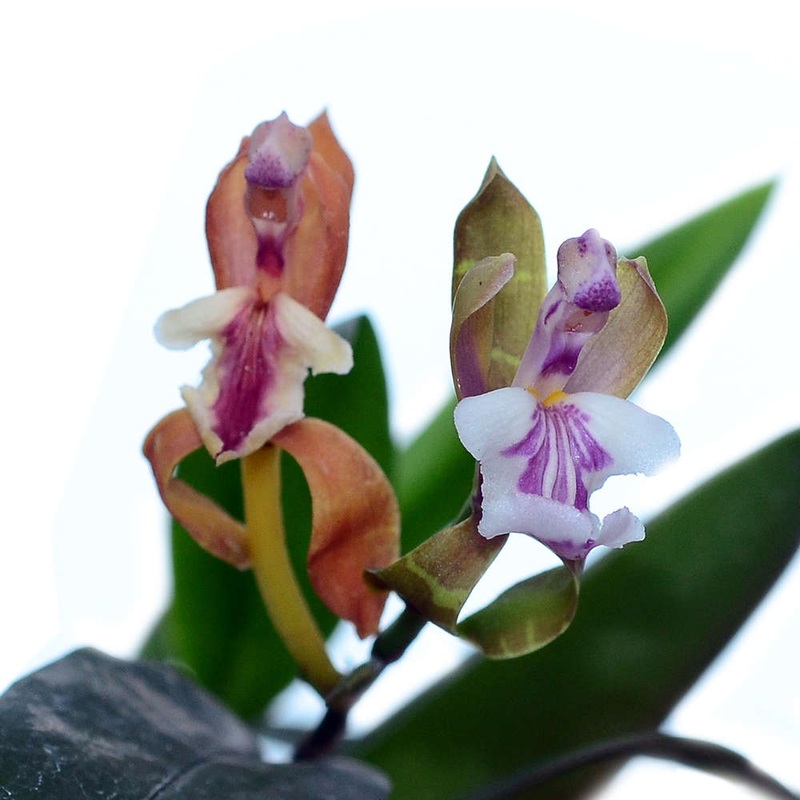 Aspasia epidendroides