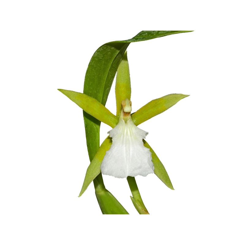 Aspasia lunata