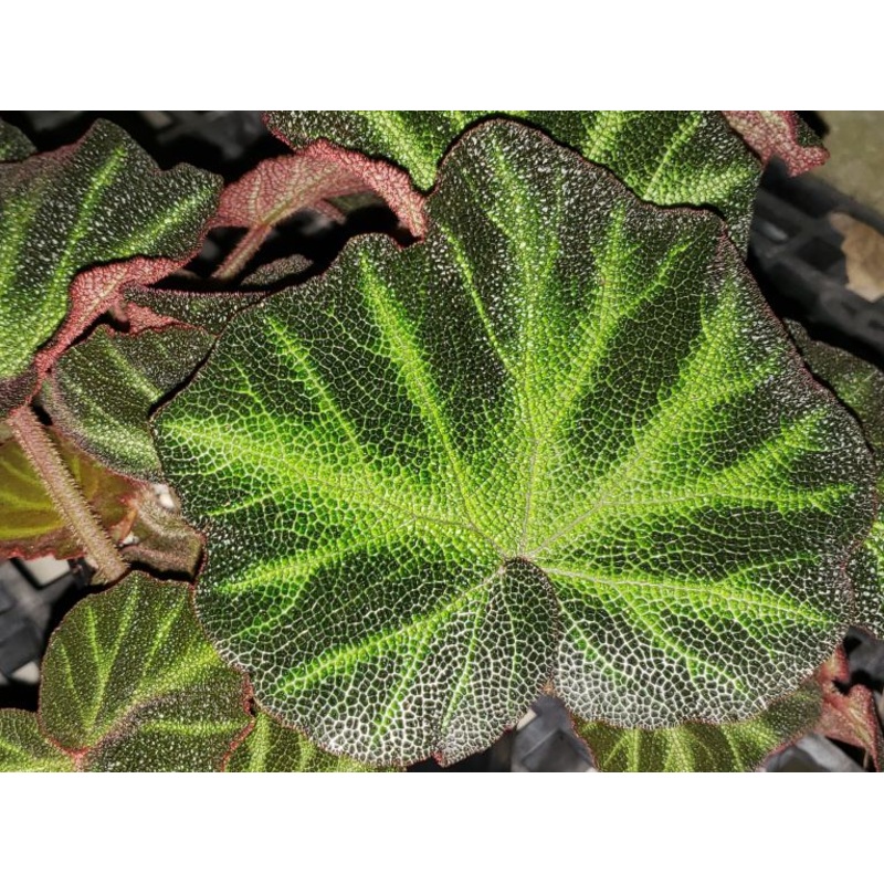 Begonia soli-mutata