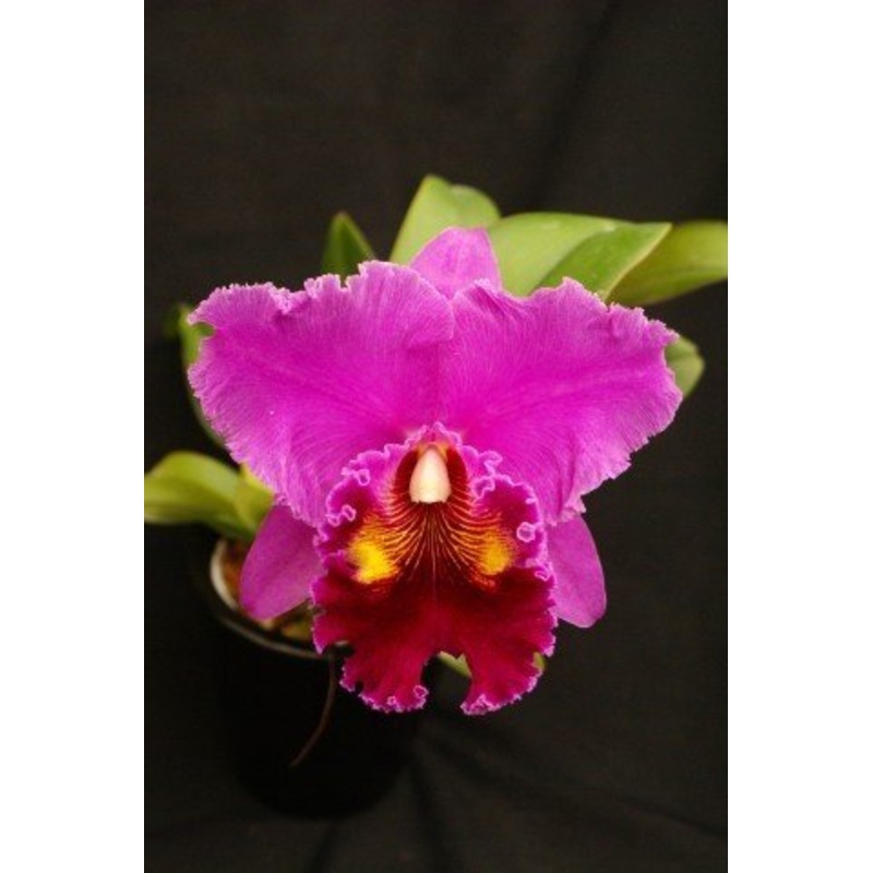 Blc. China Lady Orchis Big Plant