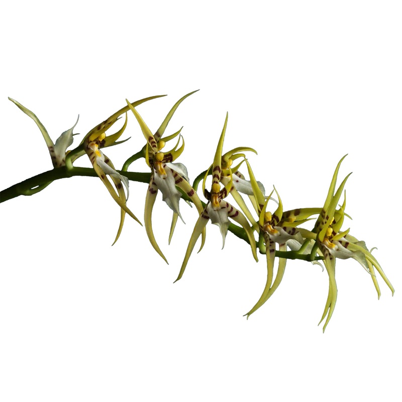 Brassia lawrenceana