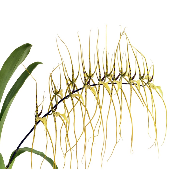Brassia Rex