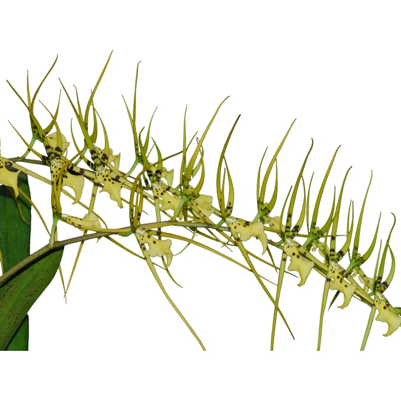 Brassia wageneri
