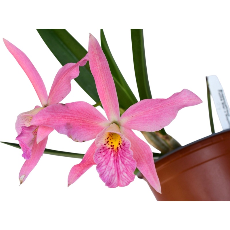 Brassocattleya Ed Cott